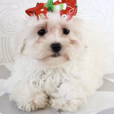 Bertha - Available Now