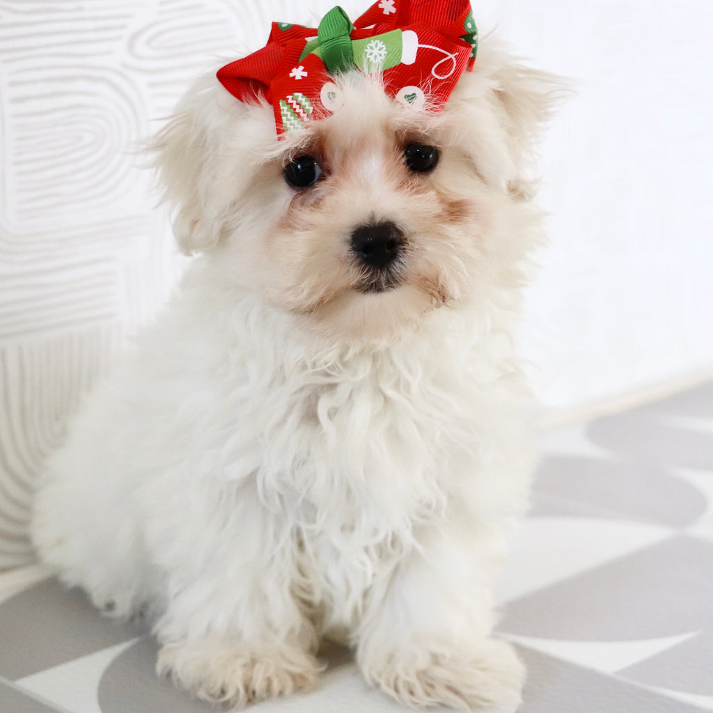 Bertha - Available Now