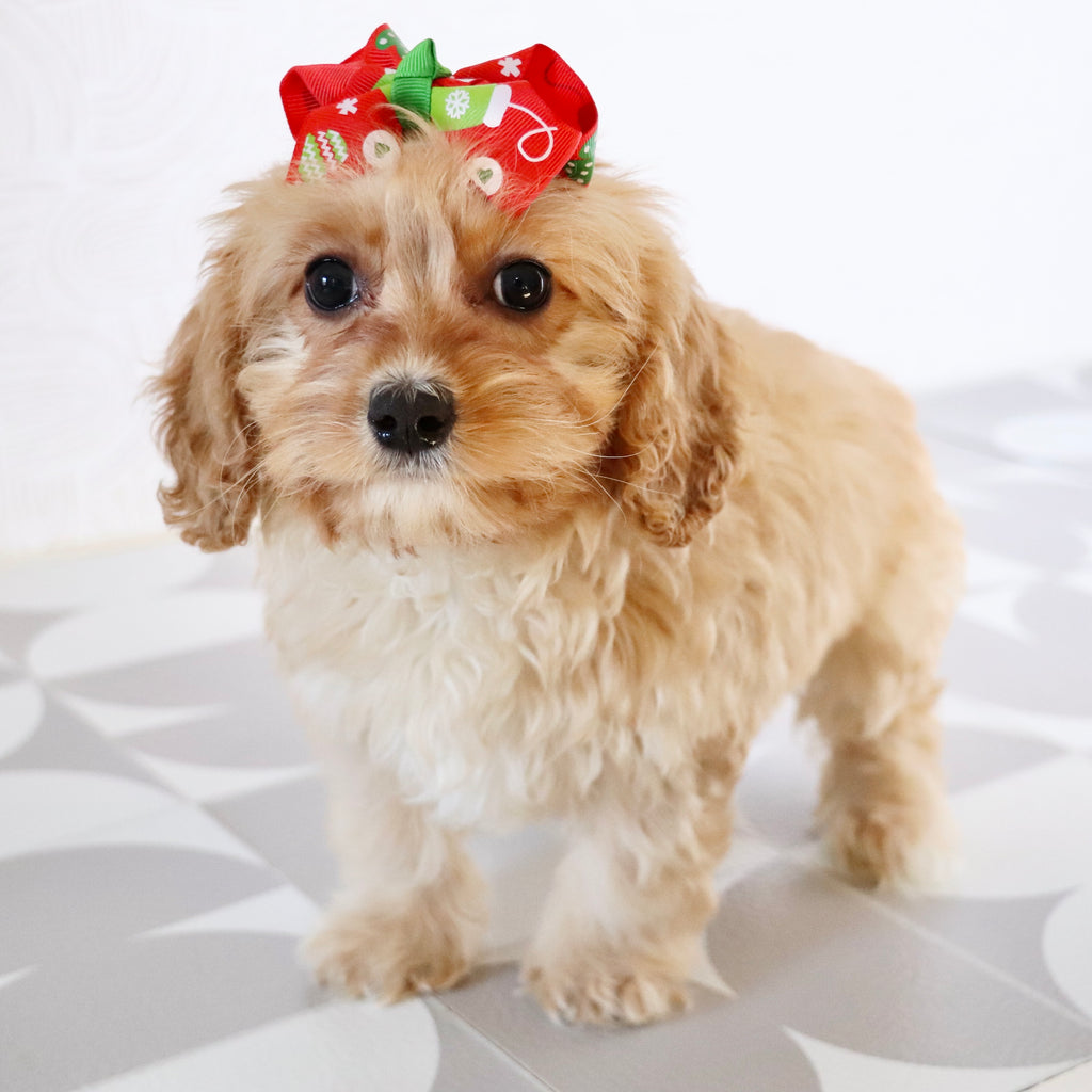 Pine - Available Now