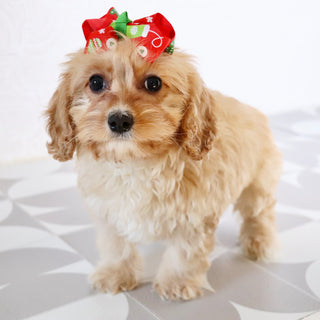 Pine - Available Now