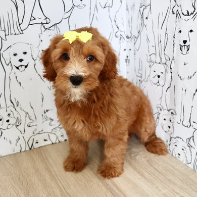 Millie - Available 9/3