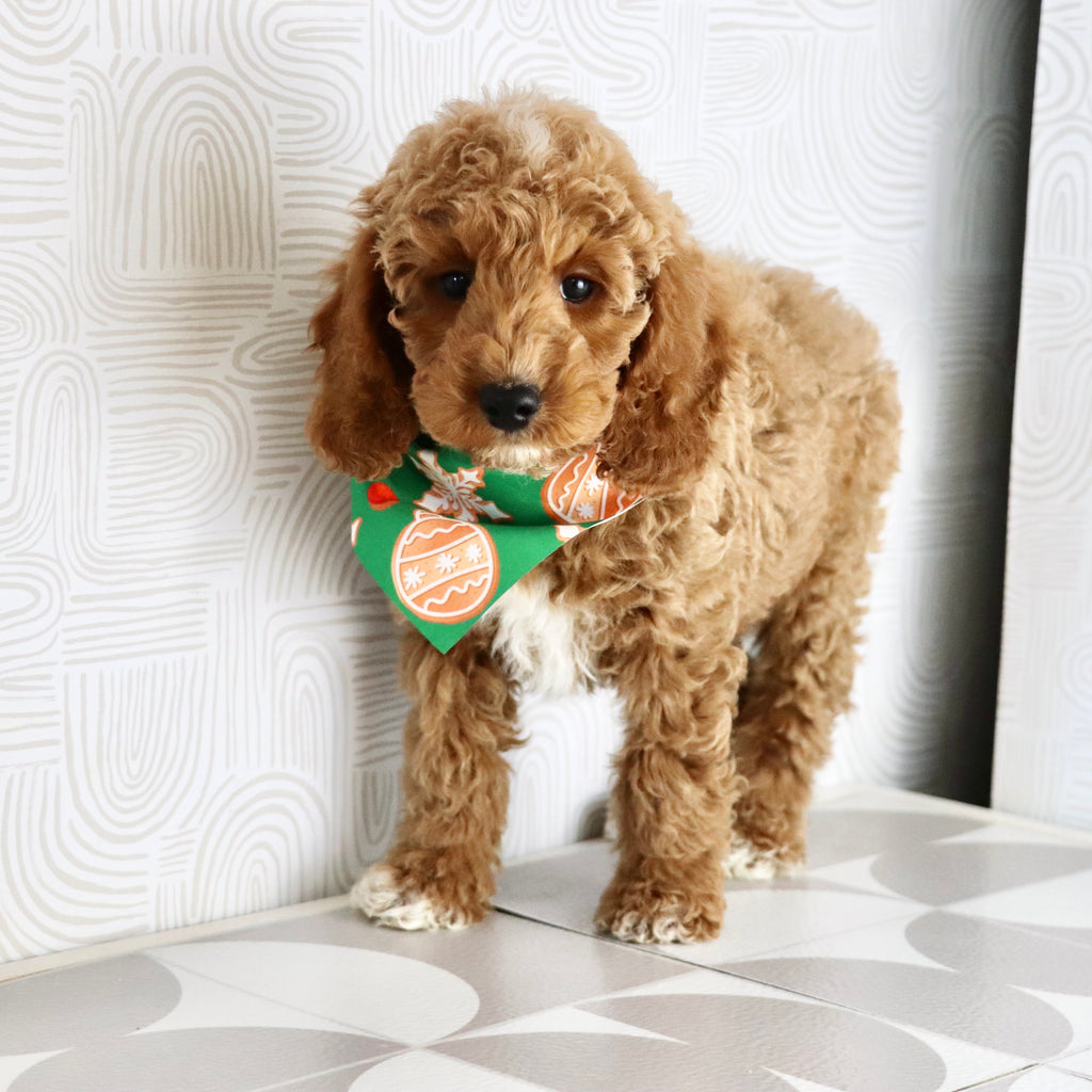 Belen - Available Now