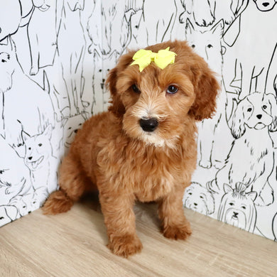 Millie - Available 9/3