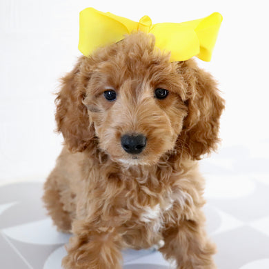 Jules - Available Now