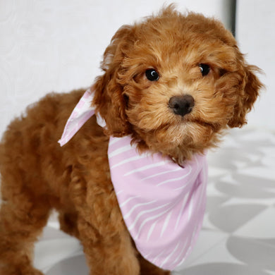 Doris - Available Now