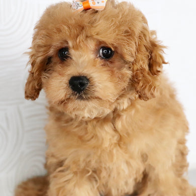 Agatha - Available Now