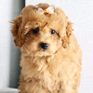 Agatha - Available Now