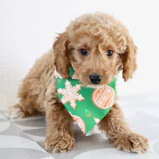 Beau - Available Now