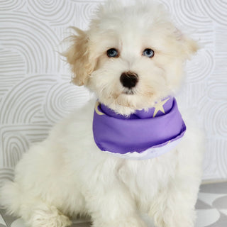 Bennett - Available Now