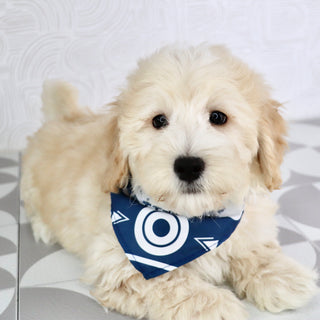 Buckley - Available Now
