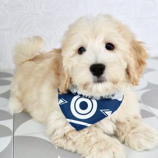 Buckley - Available Now