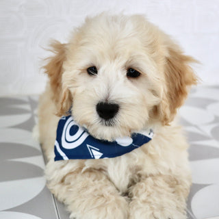 Buckley - Available Now