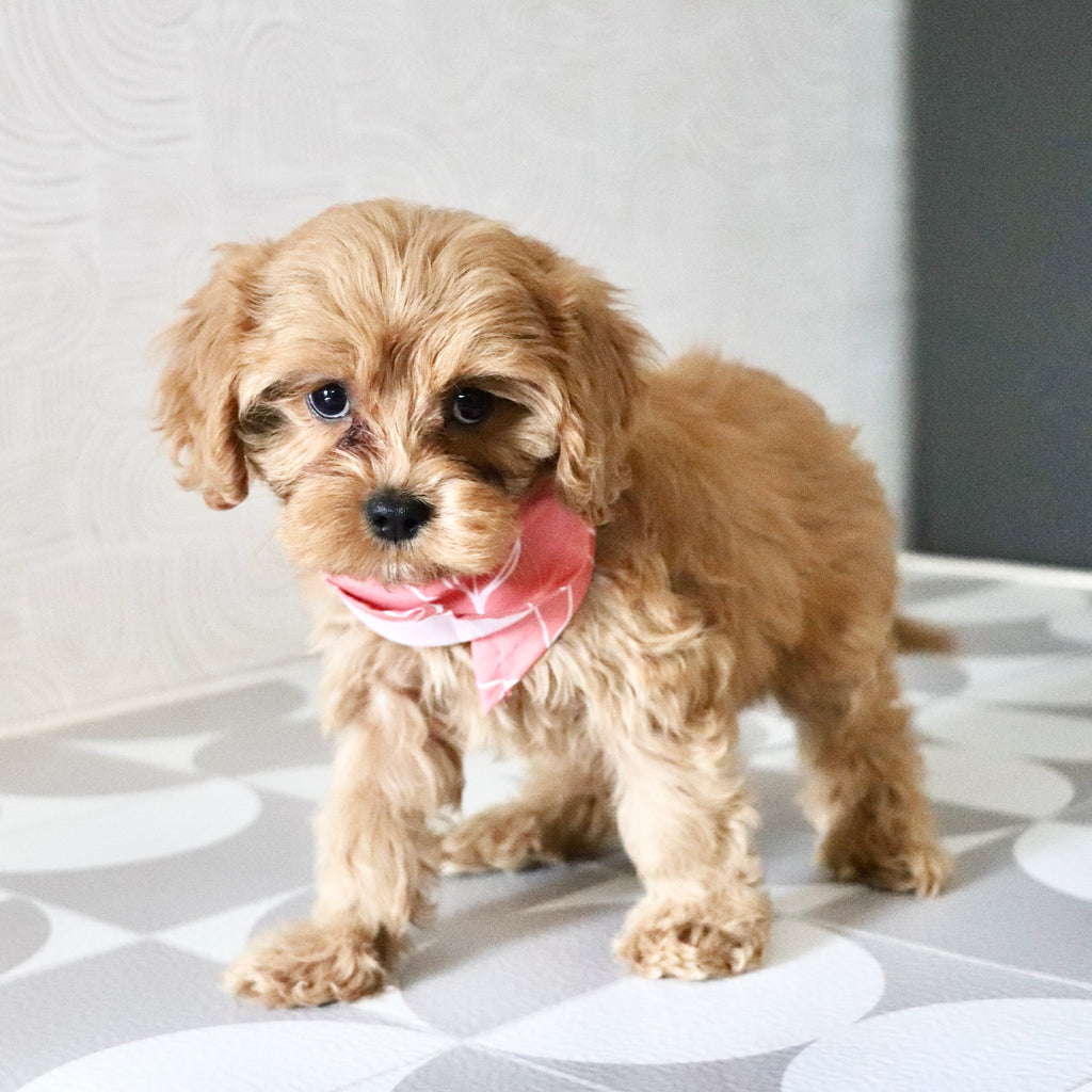 Chai - Available Now