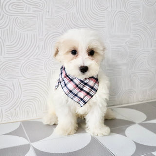 Suzette - Available Now