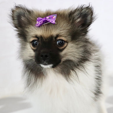 Mindy - Available Now