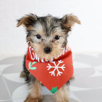 Blanda - Available Now