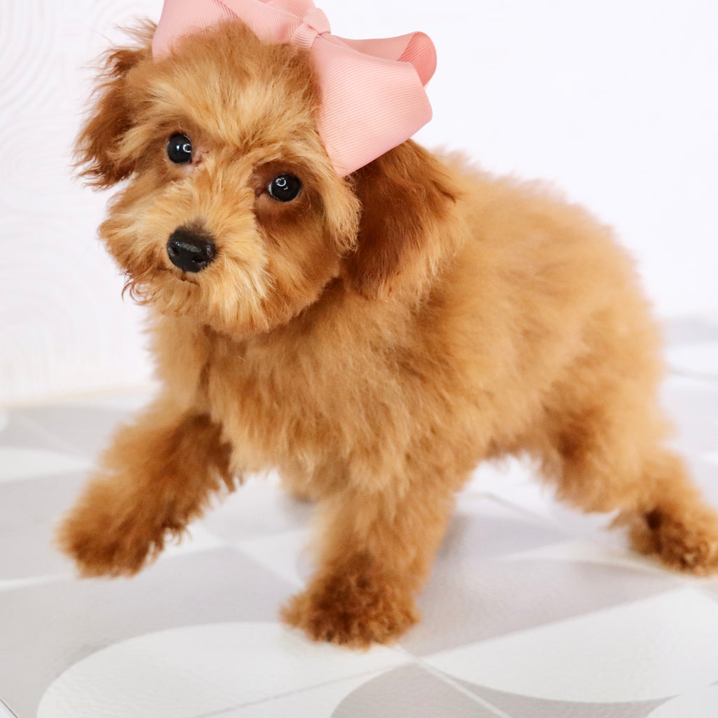 Laina - Available Now