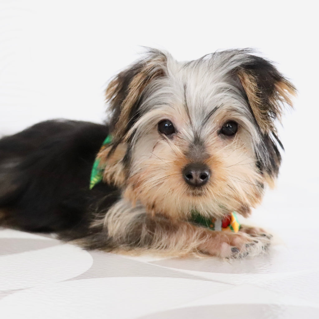 Tooele - Available Now