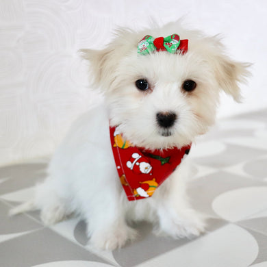 Nicki - Available Now