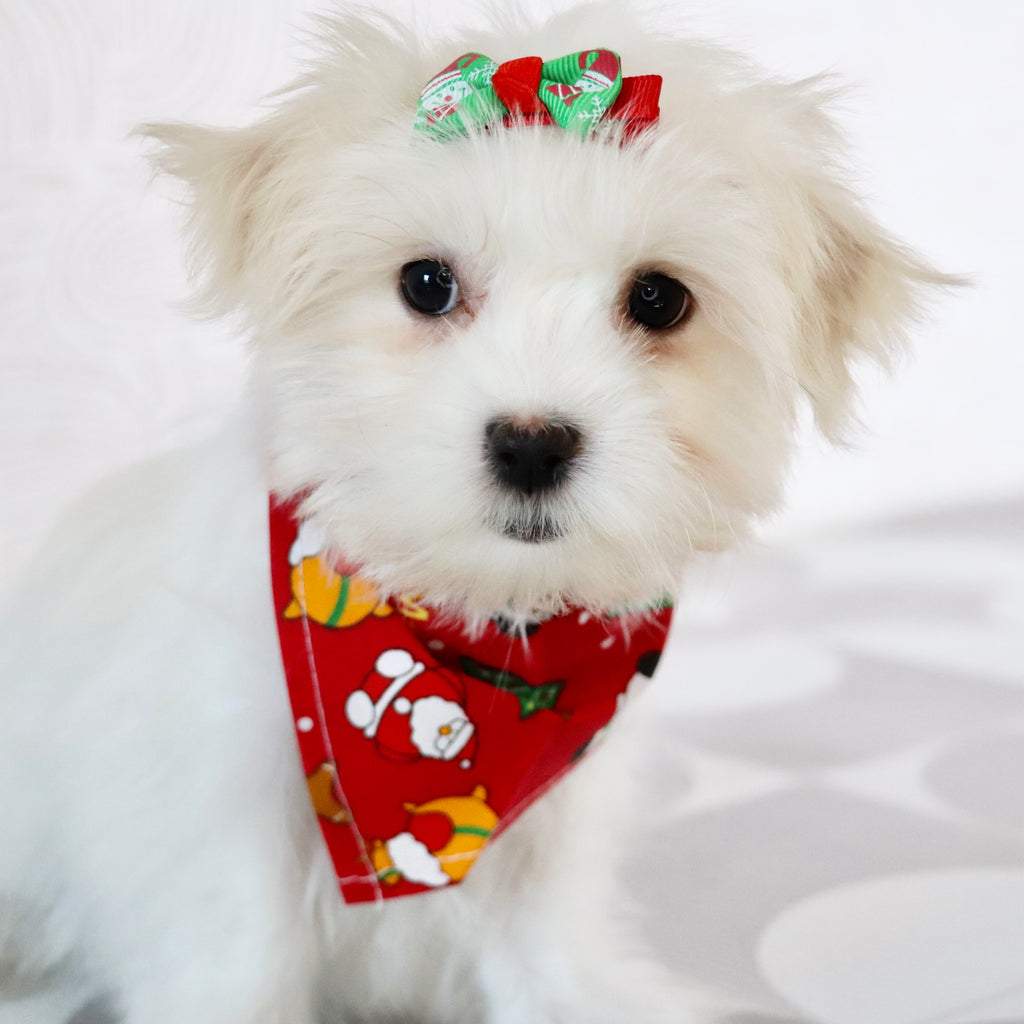 Nicki - Available Now