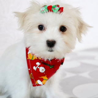 Nicki - Available Now