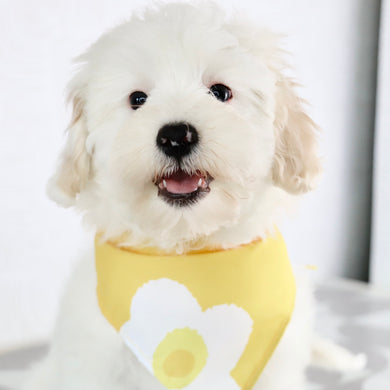 Tillie -Available Now