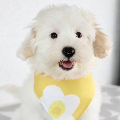 Tillie -Available Now