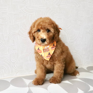 Monty - Available Now