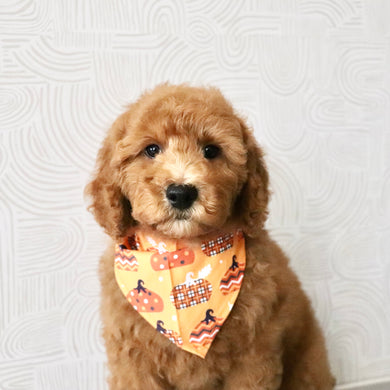 Monty - Available Now