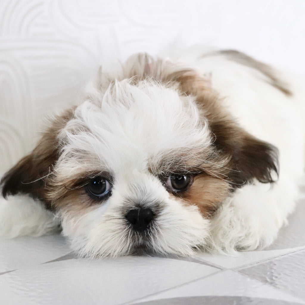 Kyan - Available Now