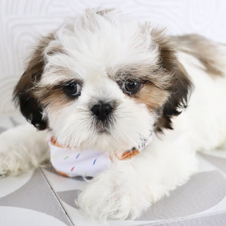 Kyan - Available Now