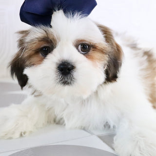 Jane - Available Now