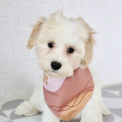 why choose hgappytail puppies