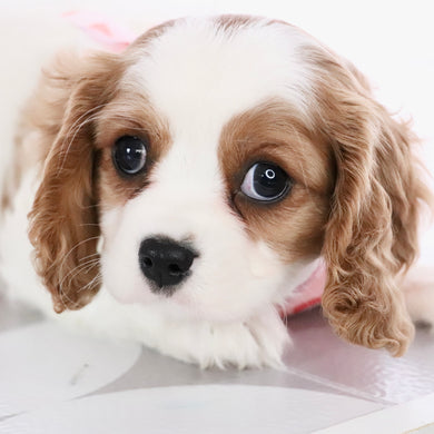 Jerry - Available Now