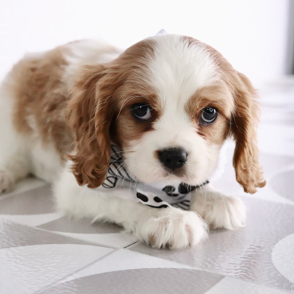 Larry - Available Now