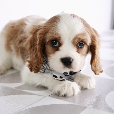 Larry - Available Now