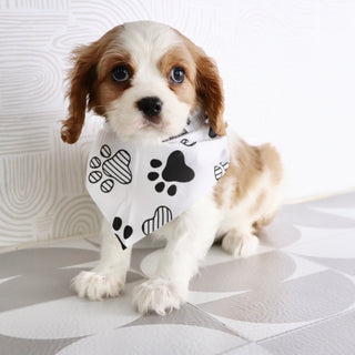 Larry - Available Now