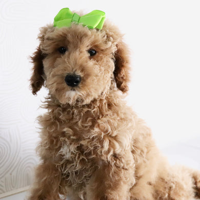 Ciara - Available Now