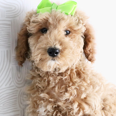 Ciara - Available Now