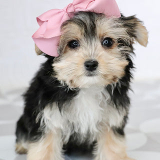 puppies for sale in morganton
