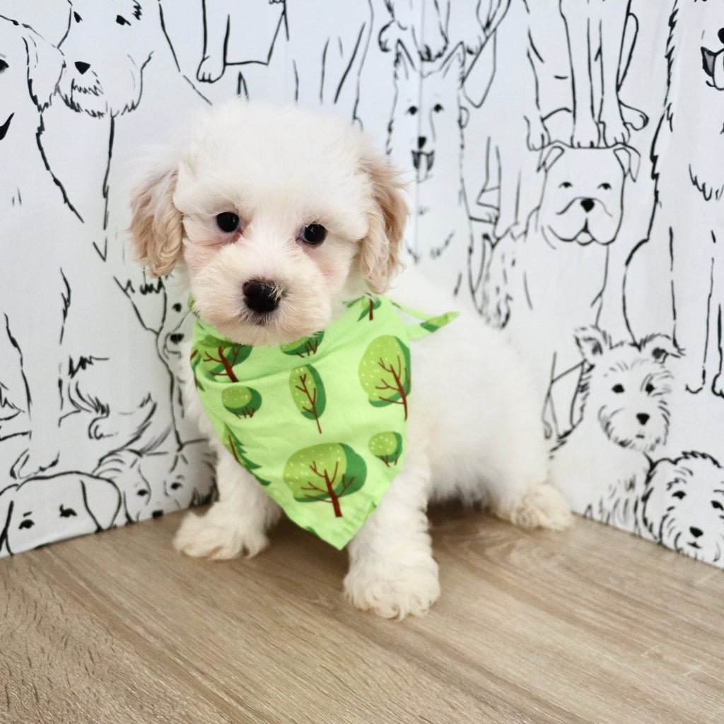 Kermit - Available Now