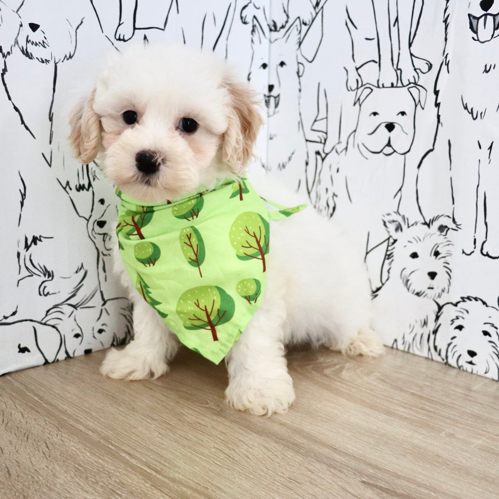 Kermit - Available Now