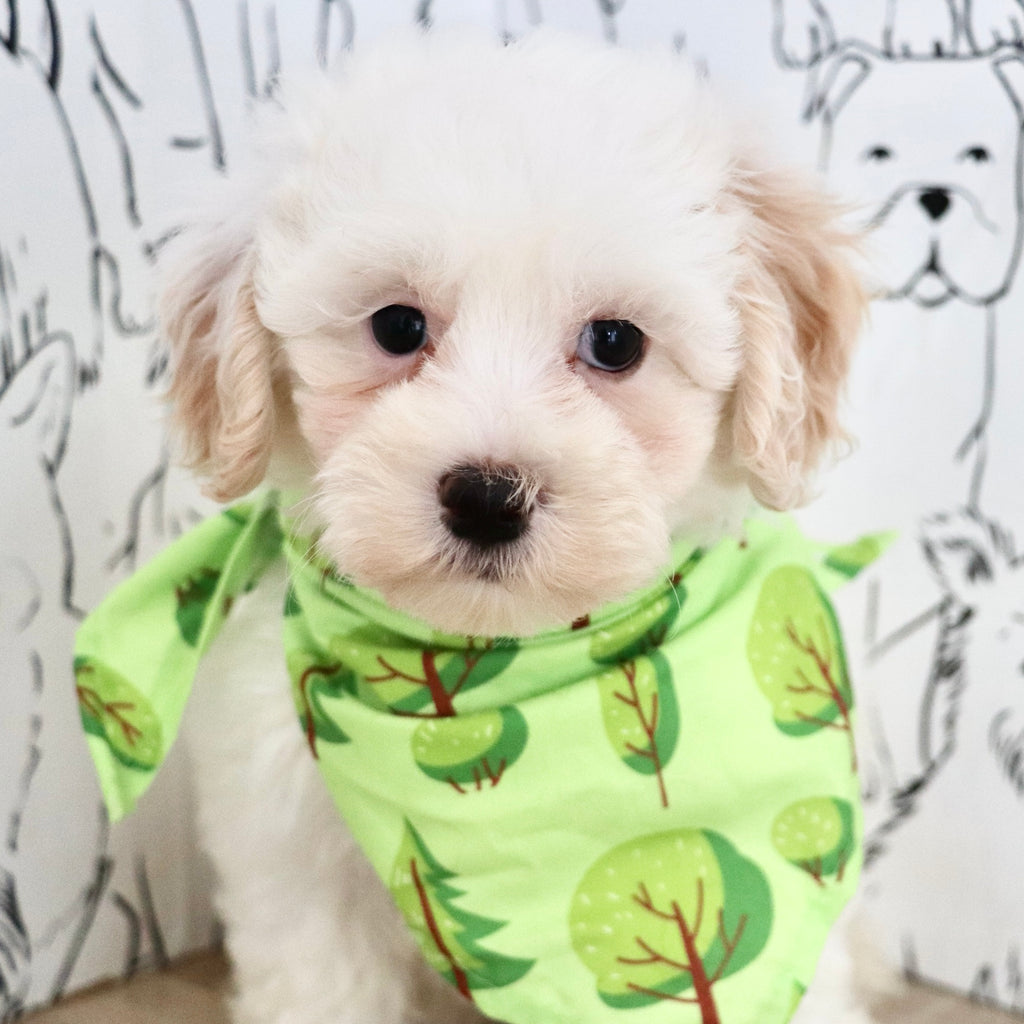 Kermit - Available Now