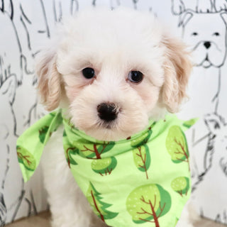 Kermit - Available Now