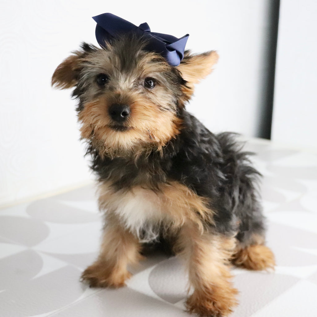 Helen - Available Now