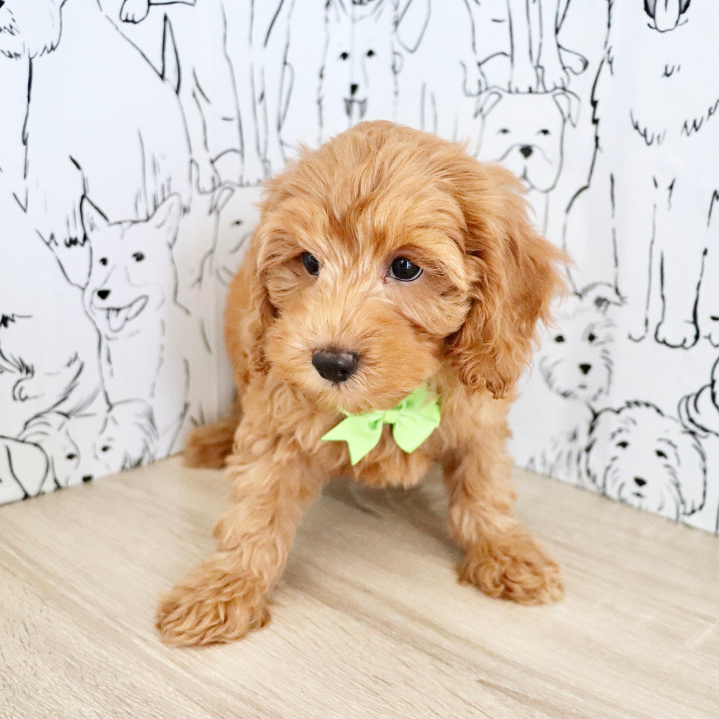 Finn - Available Now