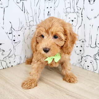 Finn - Available Now