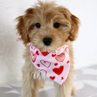 Ralph - Available Now