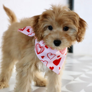 Ralph - Available Now