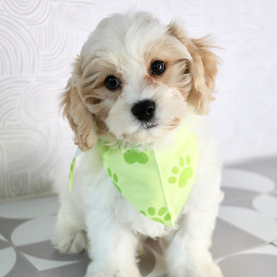 Ranger - Available Now